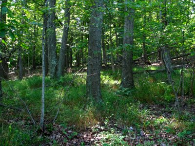 Dry-Mesic Chestnut Oak - Northern Red Oak Forest at Harpers Ferry NHP