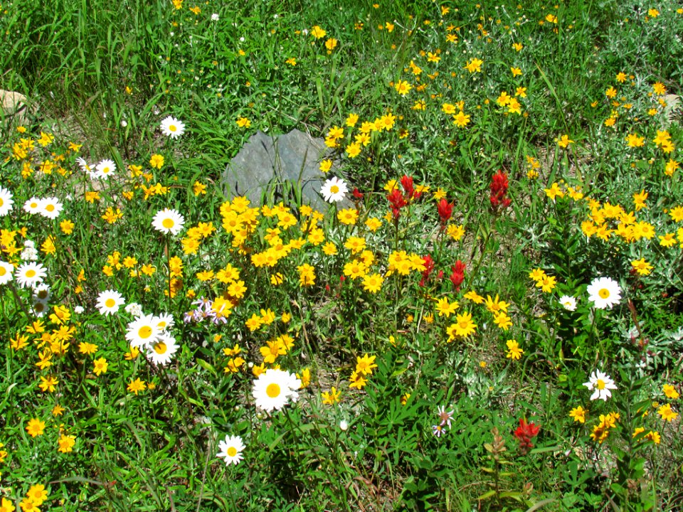 Wildflowers at Mt. Rainier NP in WA