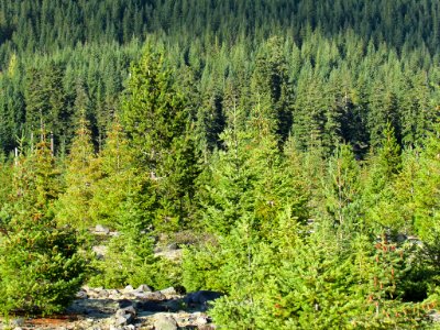 Lahar Viewpoint at Mt. St. Helens NM in WA photo