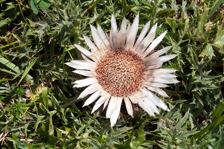 Carlina acaulis blossom bloom