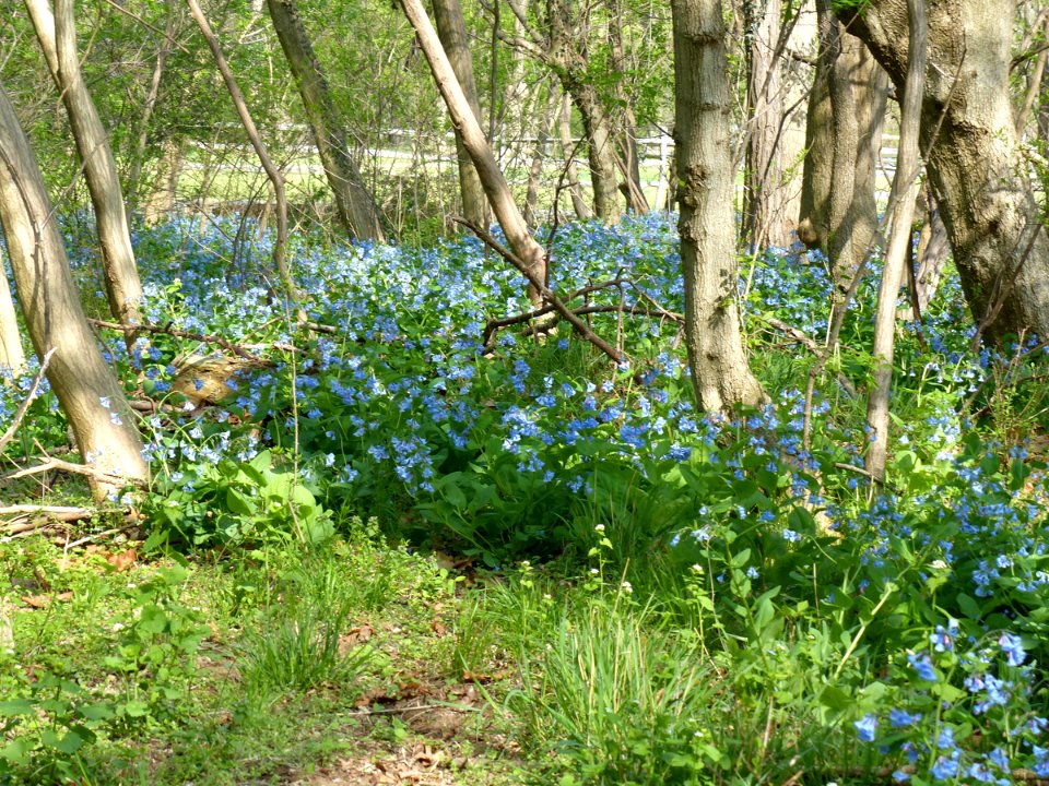 Rich Floodplain Forest at Harpers Ferry NHP