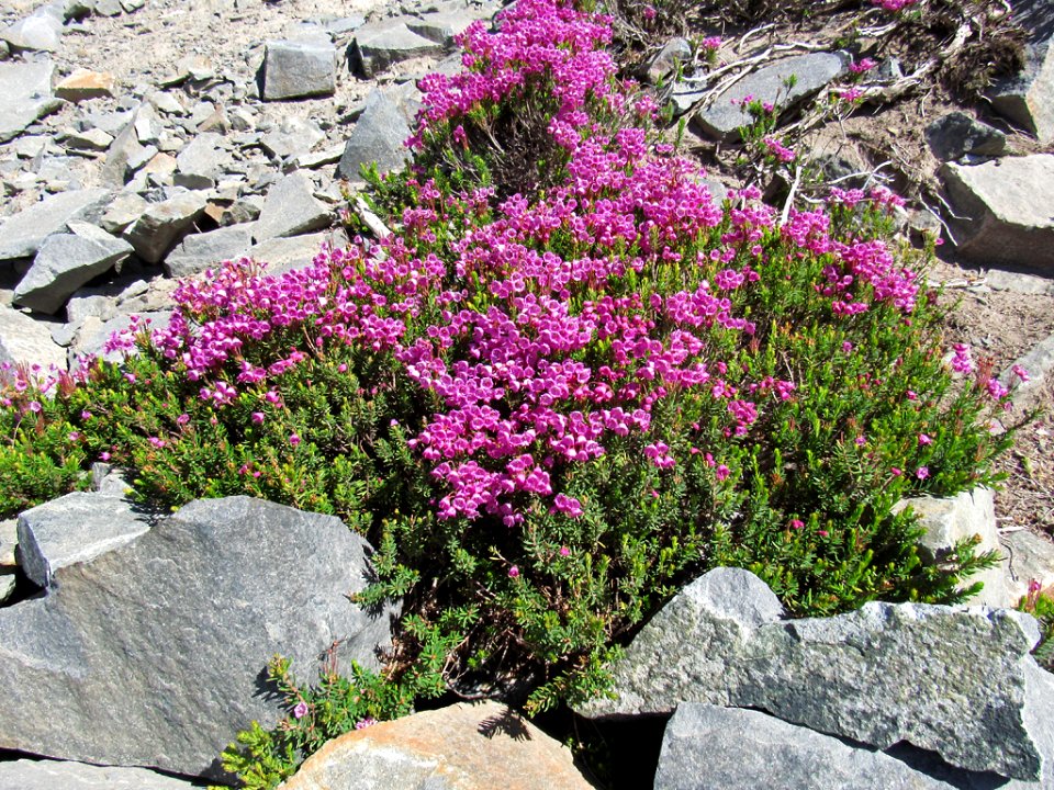Wildflowers at Mt. Rainier NP in WA