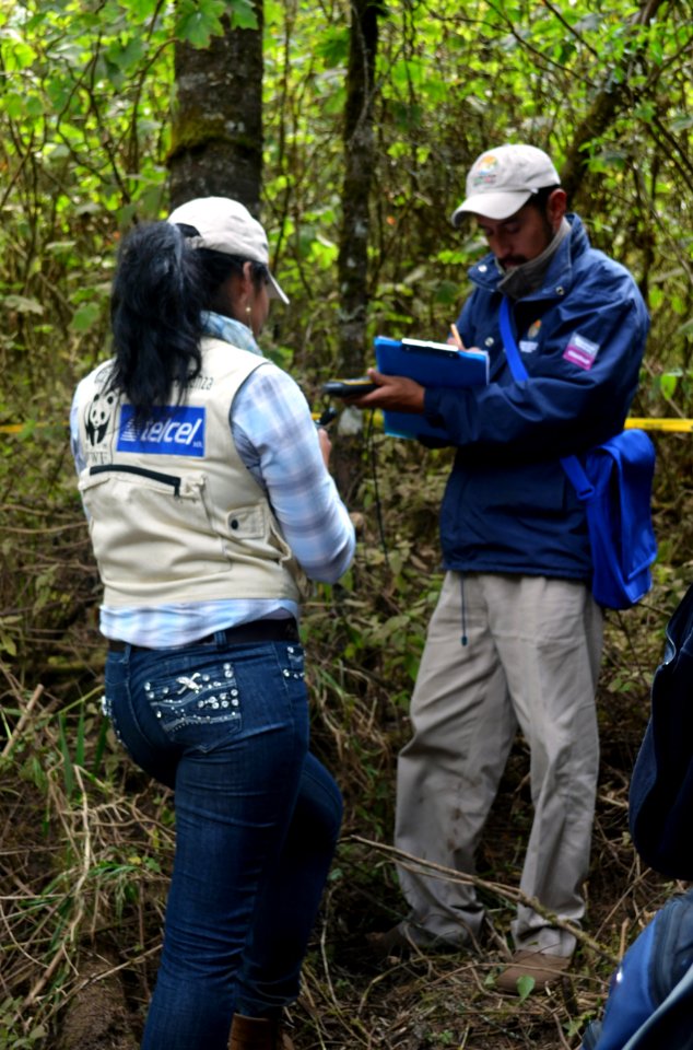 WWF - Mexico monitors the monarchs at the overwintering grounds annually.