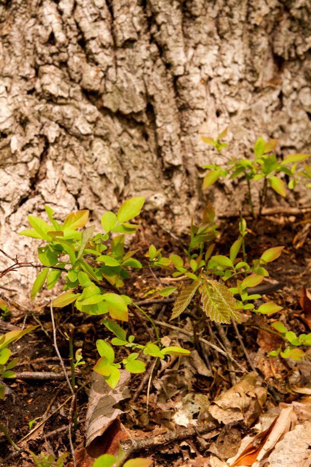 Forest Floor
