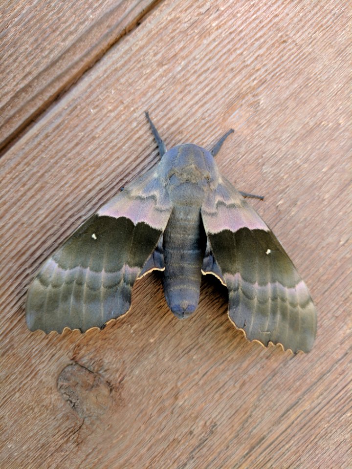 Modest Sphinx Moth