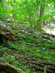 Rich Boulderfield Forest at Harpers Ferry NHP