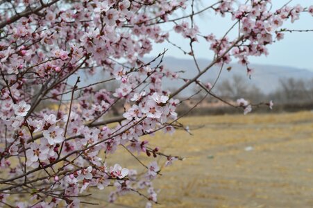 Views landscape spring photo