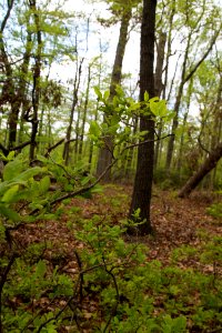 Deciduous heath family shrubs