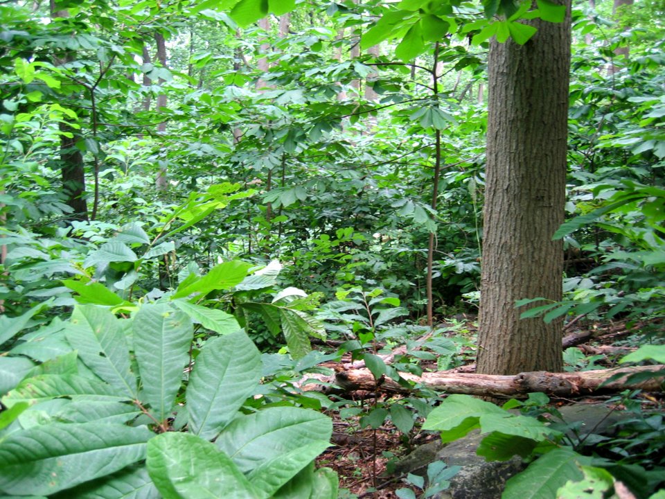 Rich Cove Forest at Harpers Ferry NHP