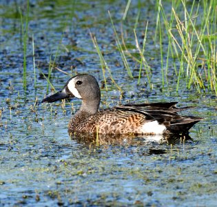 Blue-winged teal photo