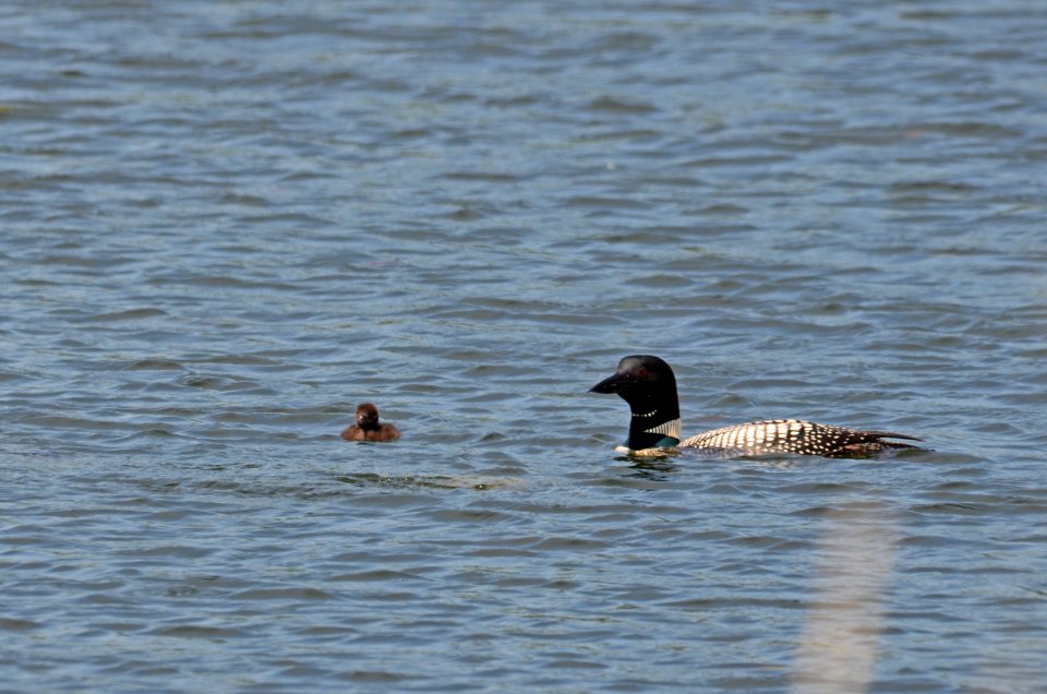 Common Loon With Chick