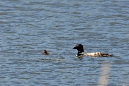 Common Loon With Chick photo