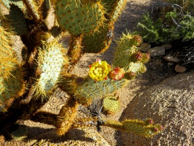 Joshua Tree NP in CA