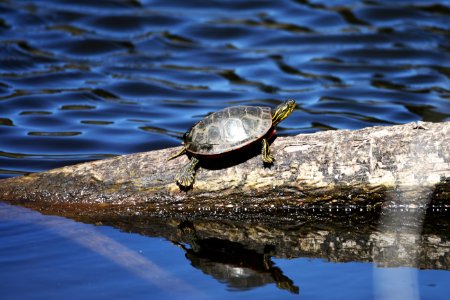 Painted turtle basking in the sun on a log photo