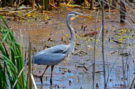 Great Blue Heron