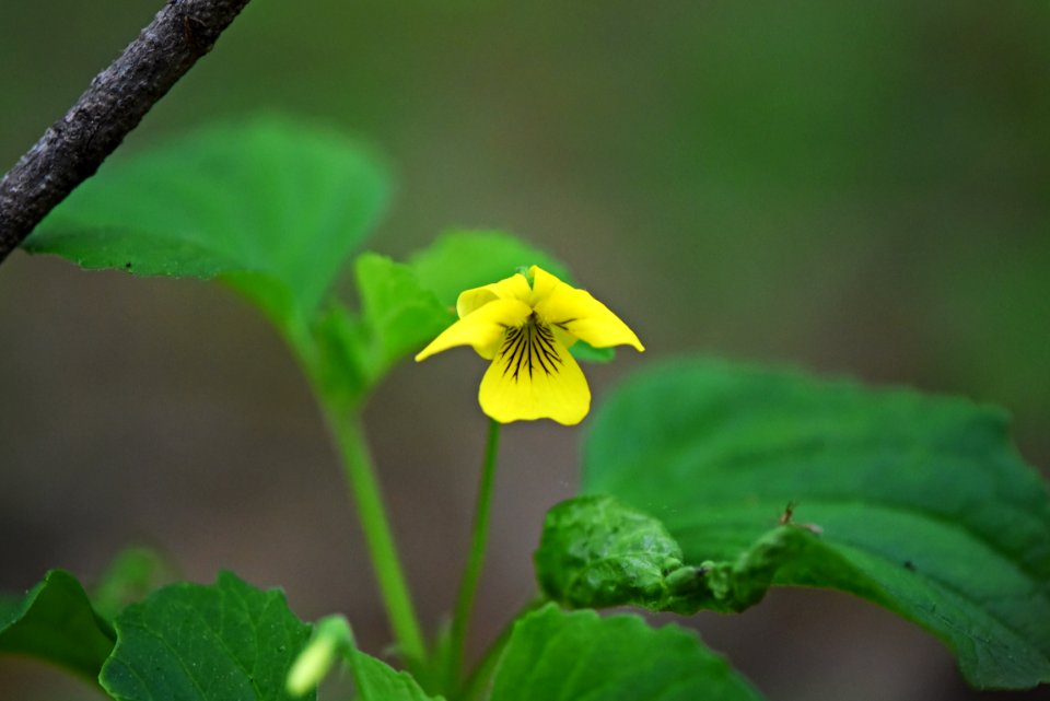Downy yellow violet
