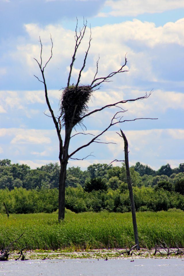Eagle Nest at Sherburne National Wildlife Refuge
