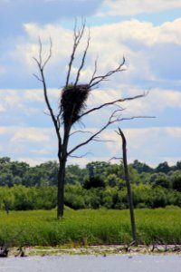 Eagle Nest at Sherburne National Wildlife Refuge photo