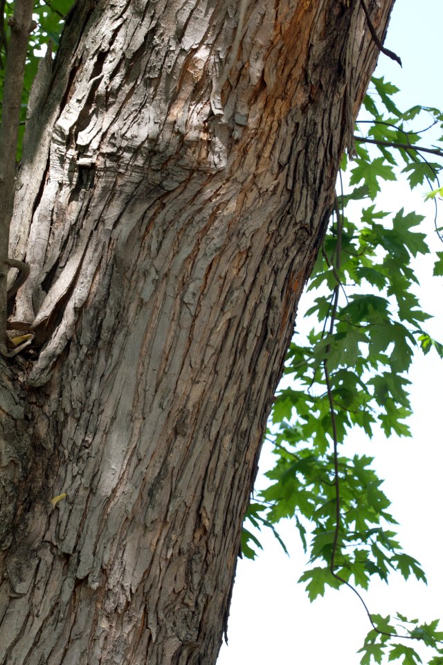 Silver maple