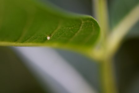 Monarch Egg on Common Milkweed photo