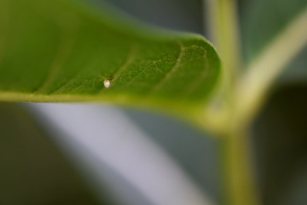 Monarch Egg on Common Milkweed