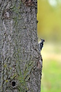 Downy woodpecker photo