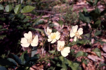 Multiflora rose photo