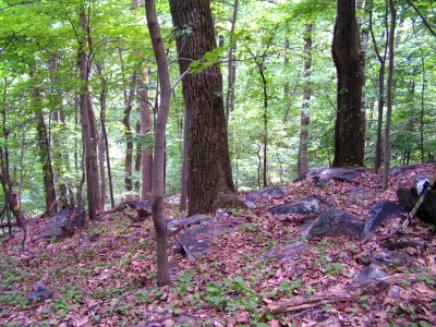 Dry Chestnut Oak - Northern Red Oak / Heath Forest at Harpers Ferry NHP