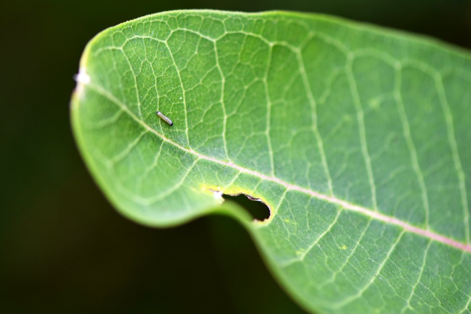 Monarch Caterpillar on Common Milkweed