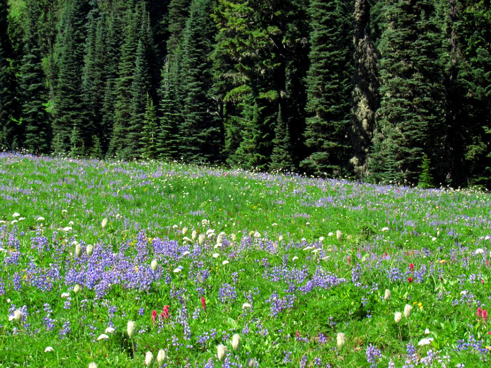Tipsoo Lake Wildflowers at Mt. Rainier NP in WA