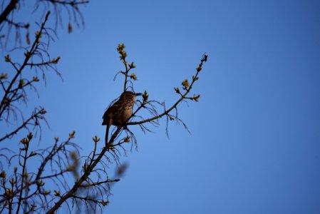 Brown thrasher in a tree