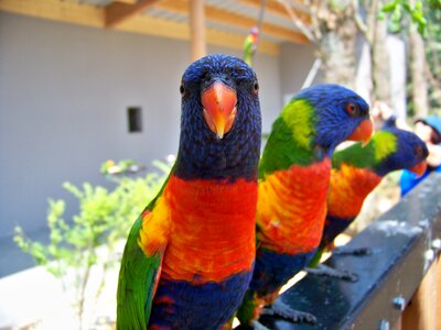 Lori red beak colors photo