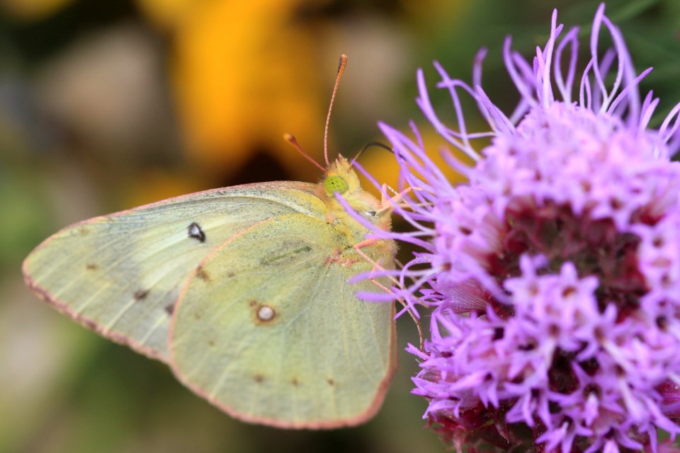Clouded sulphur