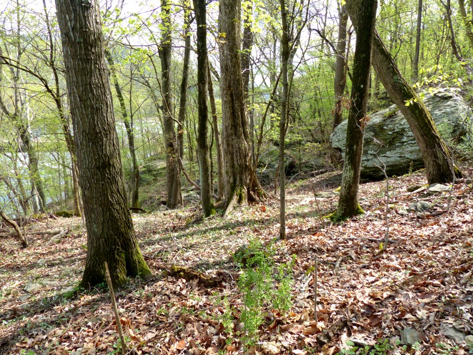 Dry-Mesic Chestnut Oak - Northern Red Oak Forest at Harpers Ferry NHP