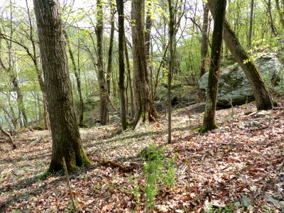 Dry-Mesic Chestnut Oak - Northern Red Oak Forest at Harpers Ferry NHP