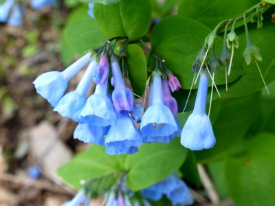 Virginia Bluebells flowers
