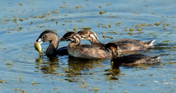 Pied-billed Grebe Adult and Immature at Shiawassee National Wildlife Refuge