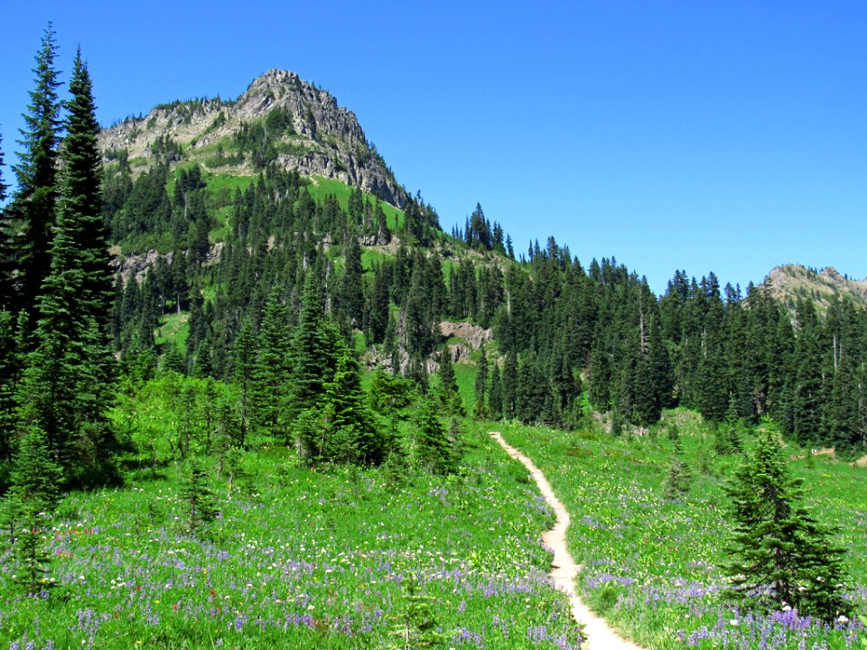 Tipsoo Lake Wildflowers at Mt. Rainier NP in WA