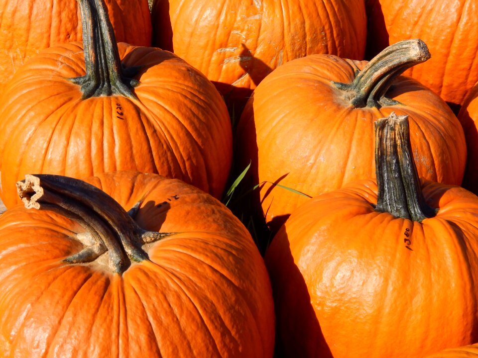 Autumn season decoration