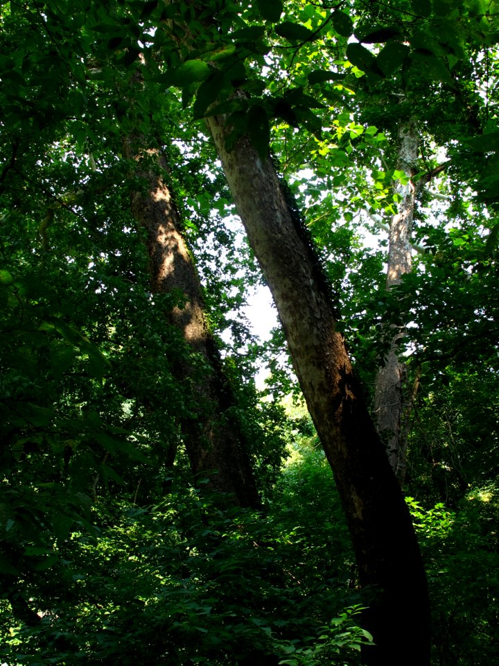 Rich Floodplain Forest at Harpers Ferry NHP