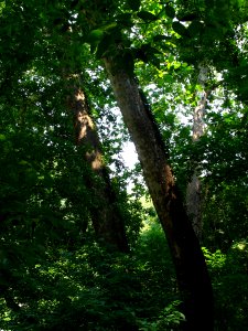 Rich Floodplain Forest at Harpers Ferry NHP