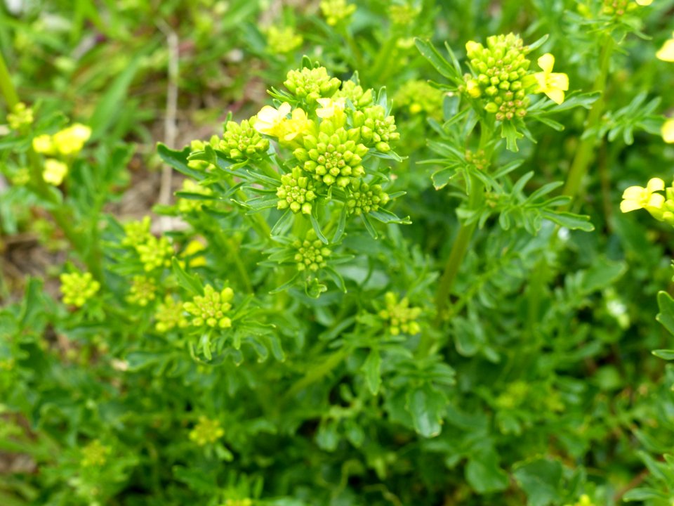 Early yellow-rocket