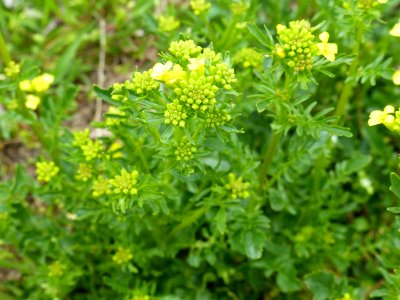 Early yellow-rocket