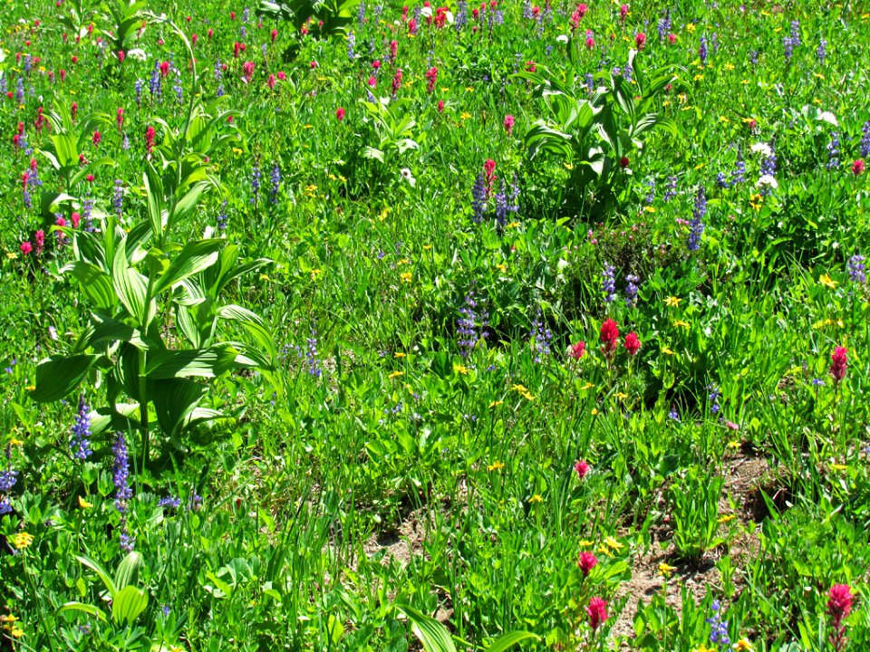 Tipsoo Lake Wildflowers at Mt. Rainier NP in WA