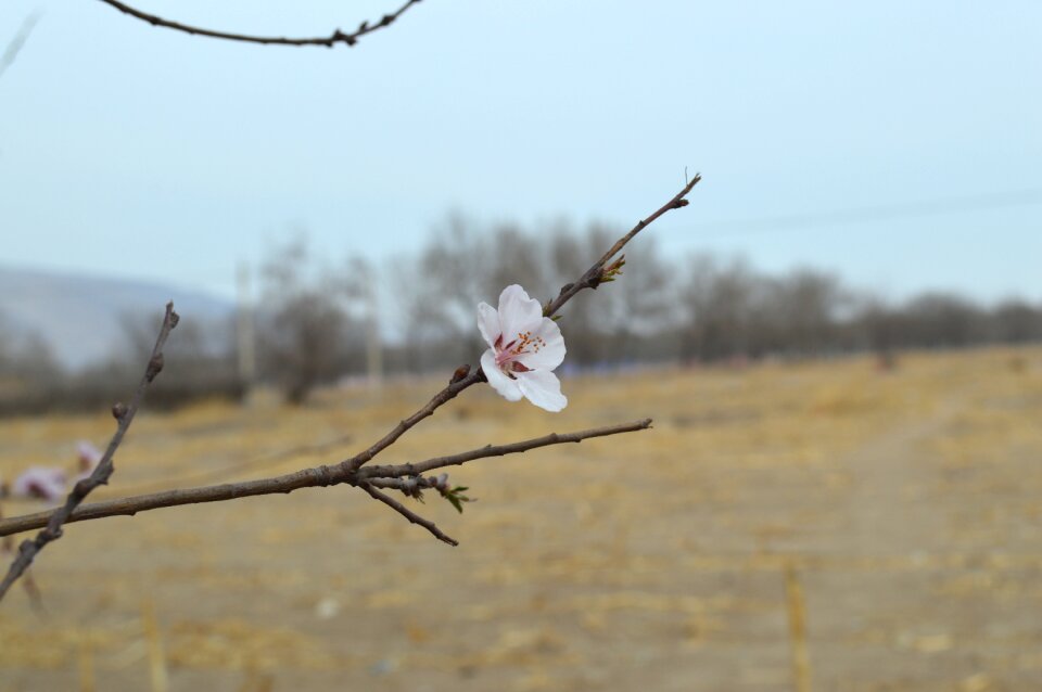 Views landscape spring