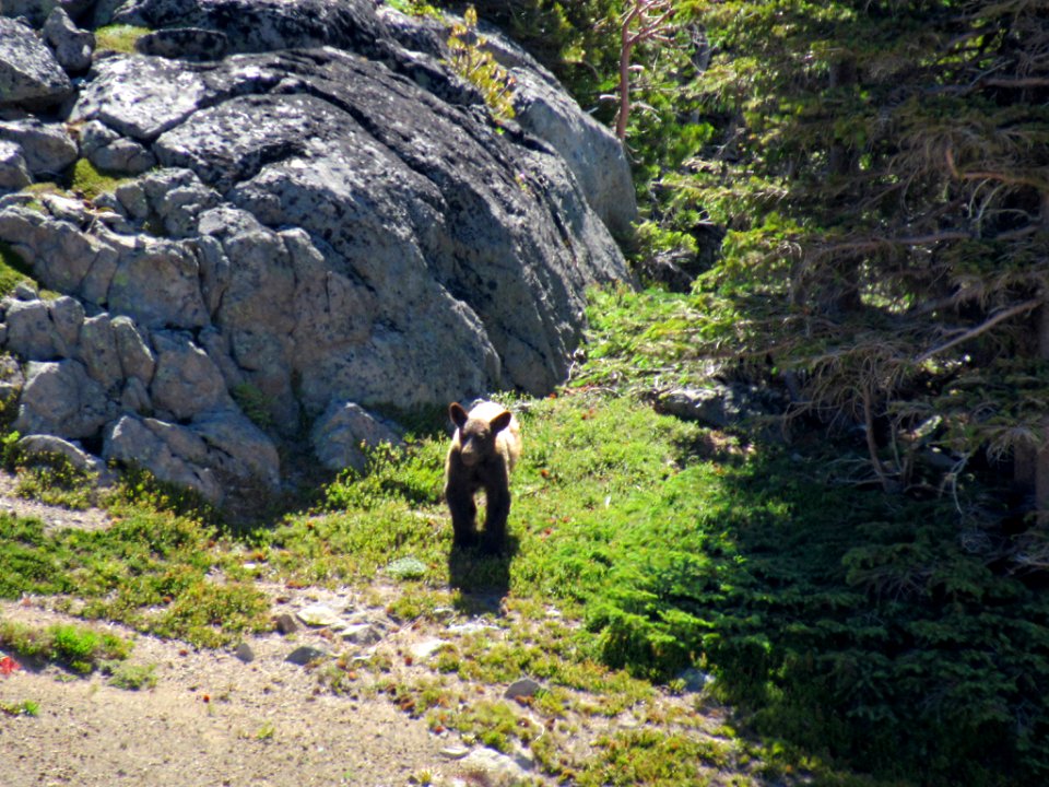 Bear at Mt. Rainier NP in WA