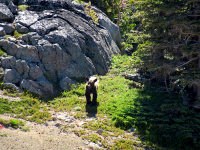 Bear at Mt. Rainier NP in WA