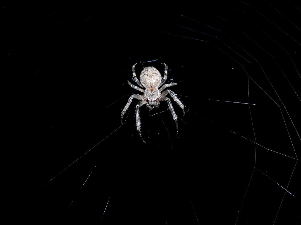 Spinne in der Nacht