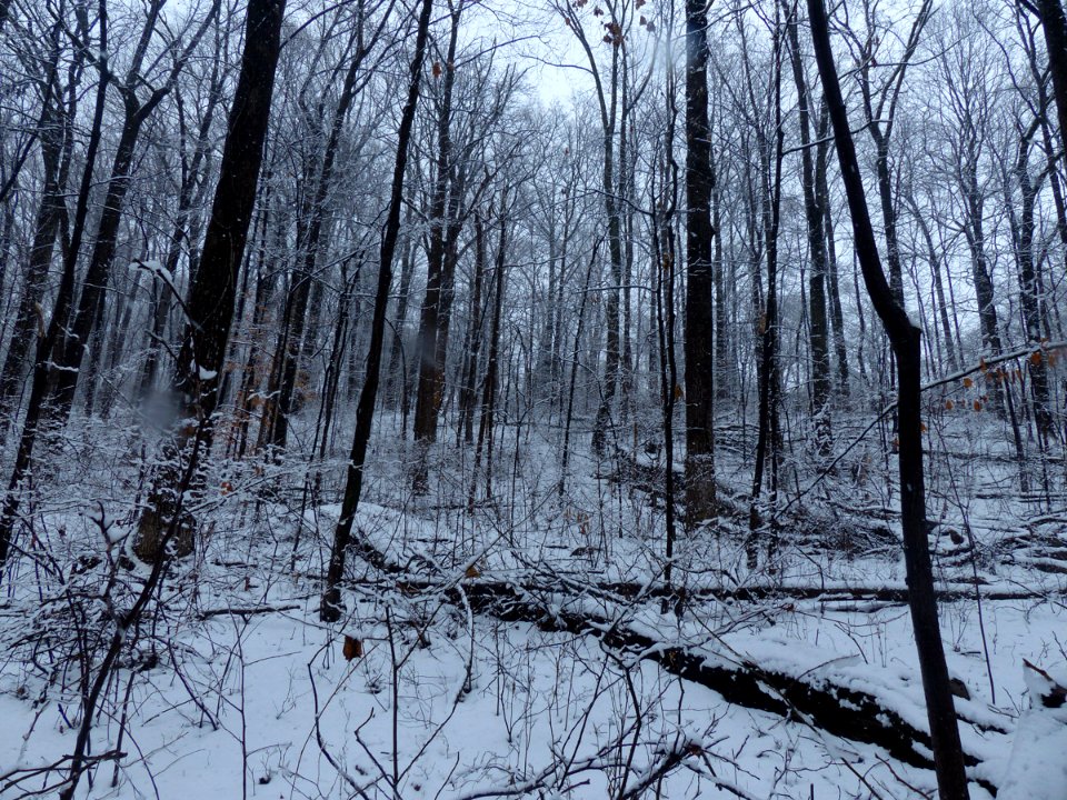 Rich Successional Tuliptree Forest at Harpers Ferry NHP
