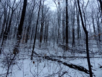 Rich Successional Tuliptree Forest at Harpers Ferry NHP